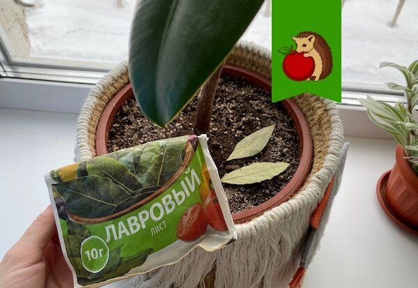 Лавровый лист в горшках: как он помогает вашим растениям