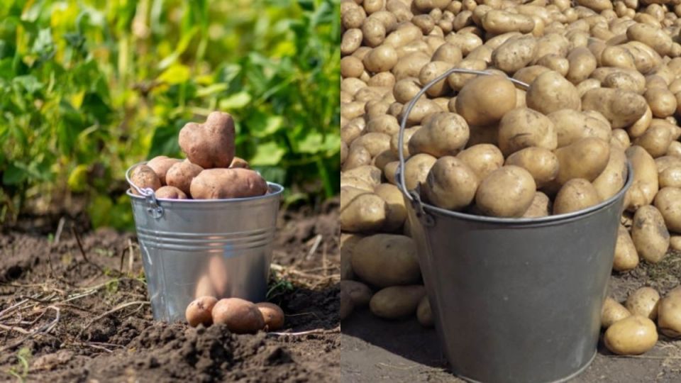 Как голландские методы помогают увеличить урожай картофеля и сэкономить на уходе