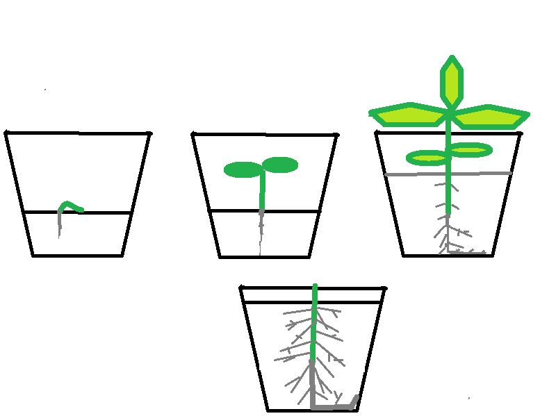 Почему неправильный посев может испортить вашу рассаду: советы опытных садоводов