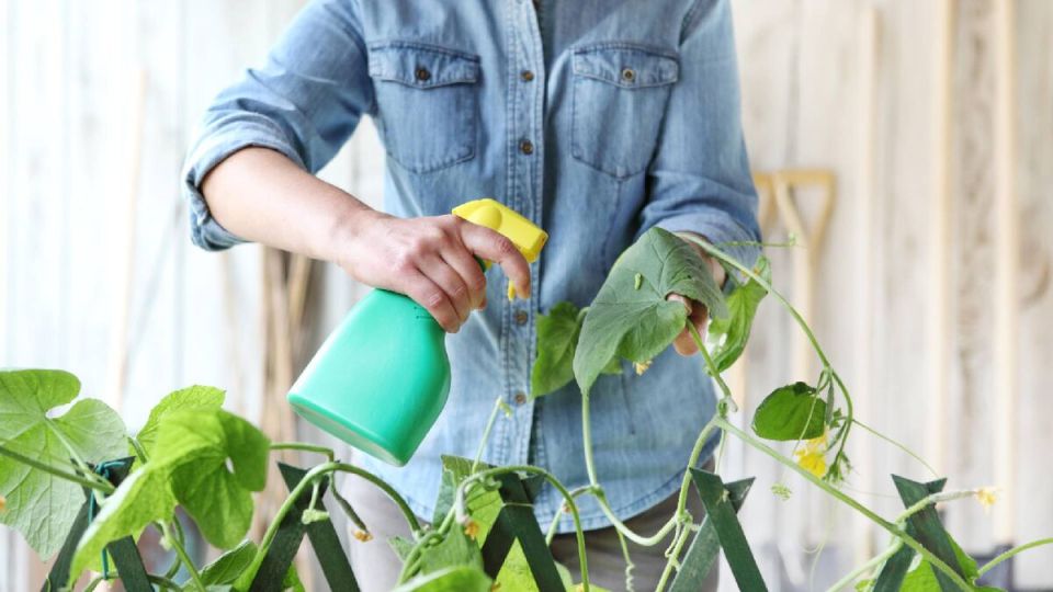 Погубят и урожай, и здоровье: никогда не используйте эти популярные удобрения