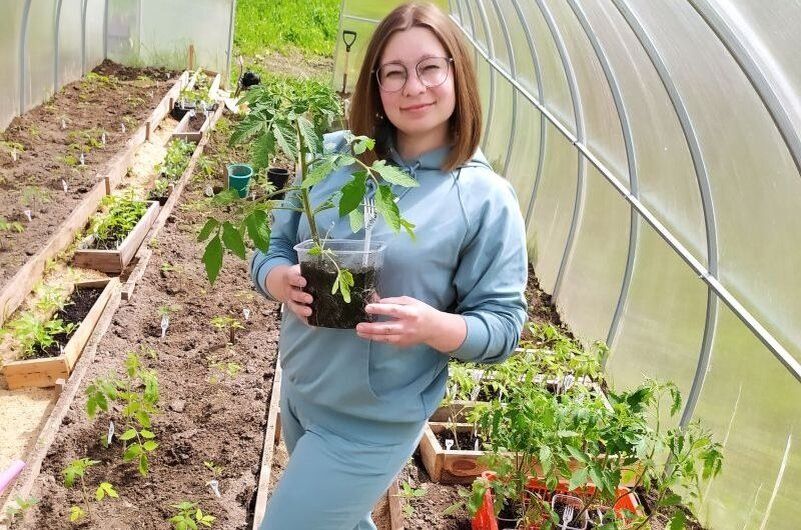 Как добиться рекордного урожая помидоров: секреты успешной посадки