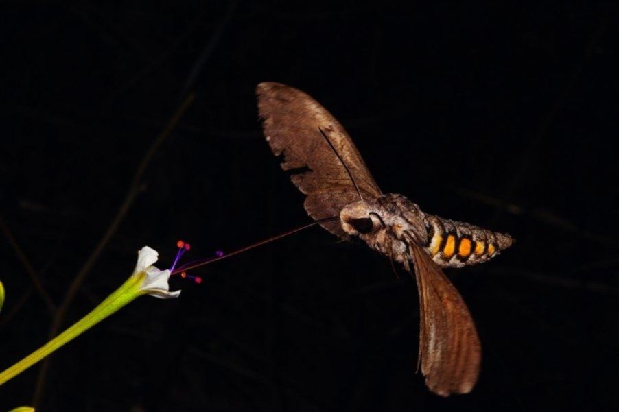 Ночные цветы: тайная жизнь растений под луной