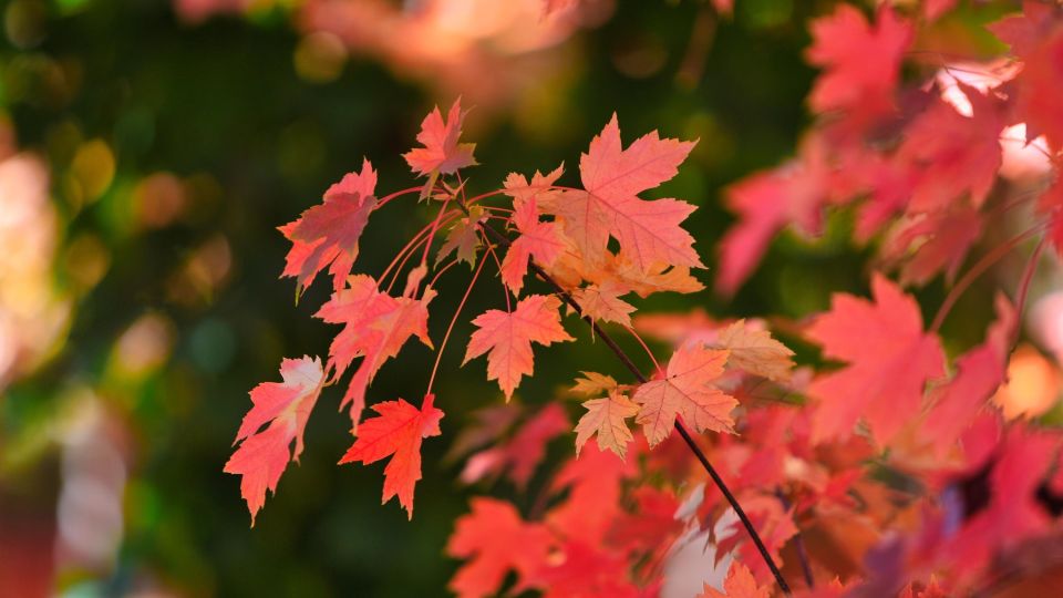 Что делать, если деревья не сбрасывают листву: подготовить их к холодам поможет одна процедура