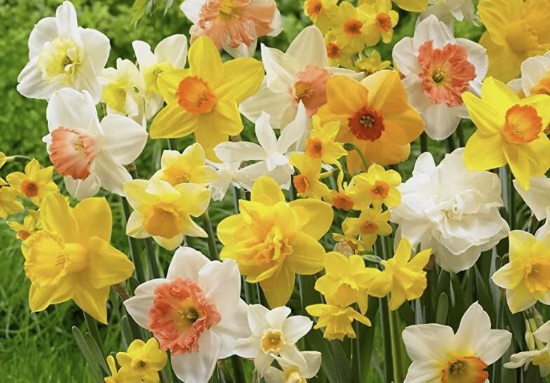 Нарциссы: оставлять в земле или выкапывать? Узнайте все нюансы!