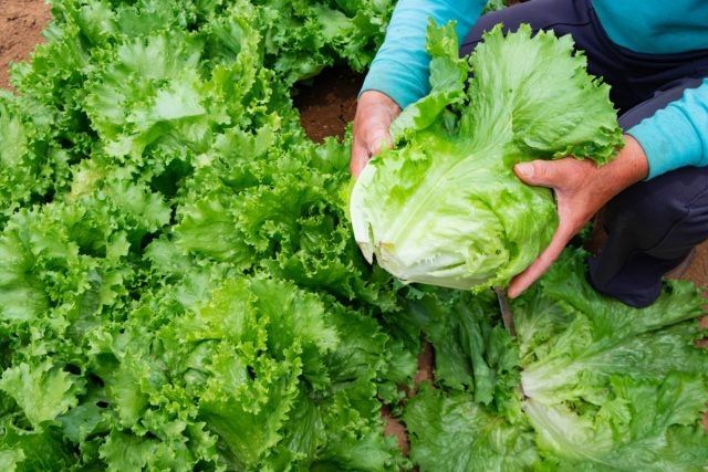 Как продлить жизнь вашему салату: секреты успешного урожая