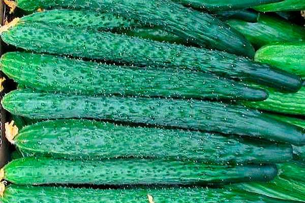 Огурцы Аллигатор: уникальный сорт с удивительными характеристиками