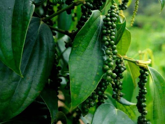 Выращивание черного перца в домашних условиях