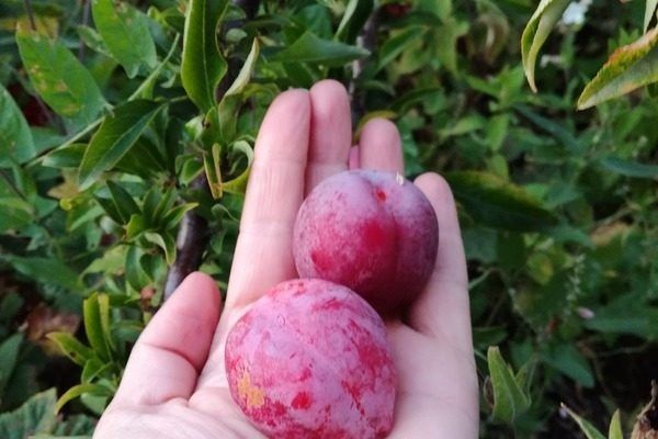 Слива Антонина: секреты выращивания и сочность плодов, которые вдохновляют на кулинарные эксперименты