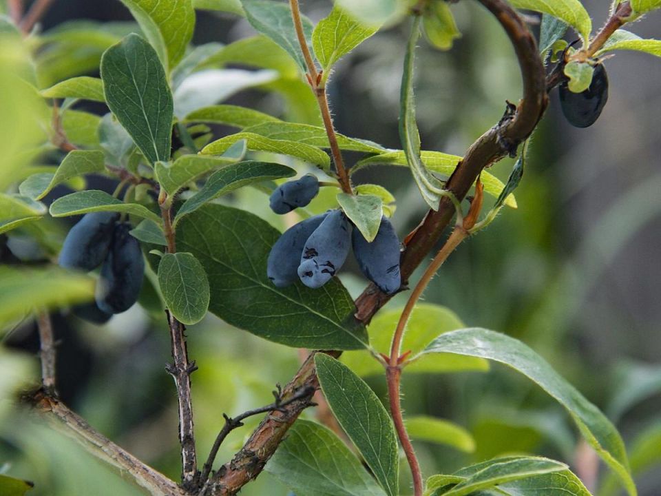 Секреты успешного ухода за жимолостью: чем и когда подкармливать для рекордного урожая