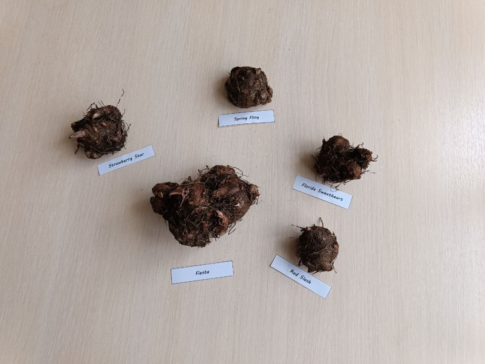 Как пробудить красавцев-каладиумов к жизни: полезные советы и шаги