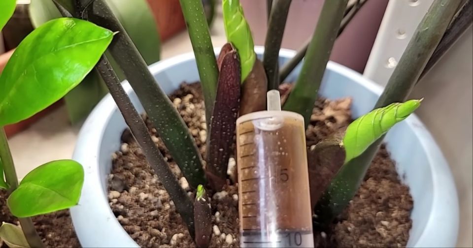 Удивительная подкормка для замиокулькаса: даже самые умирающие растения оживут за две недели