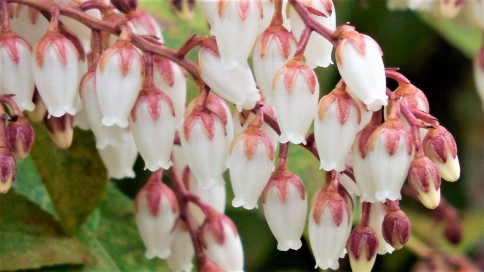 Пиерис: зелёная жемчужина вашего сада, которая радует круглый год