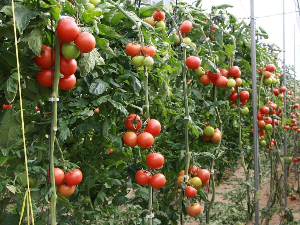 ������� �������� ������ ���������: ��� ����� ���������� ������� ����������