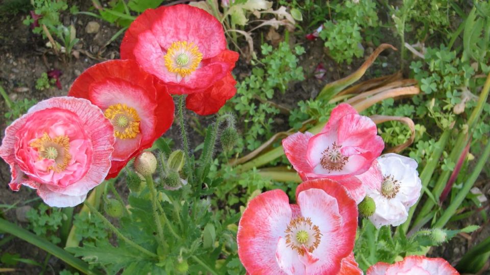 �����, ������� ����� ������ � ������: ��������� ����� ��� ���������� ���������