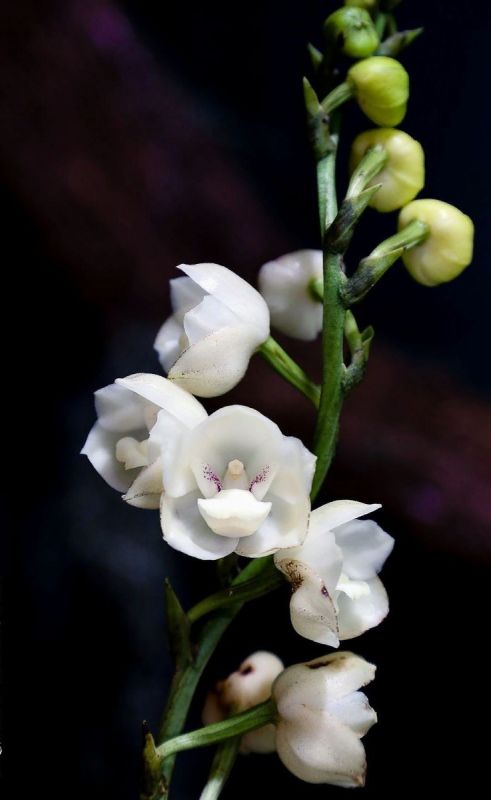 Тайны и красота редких орхидей: конкурс, который удивит каждого