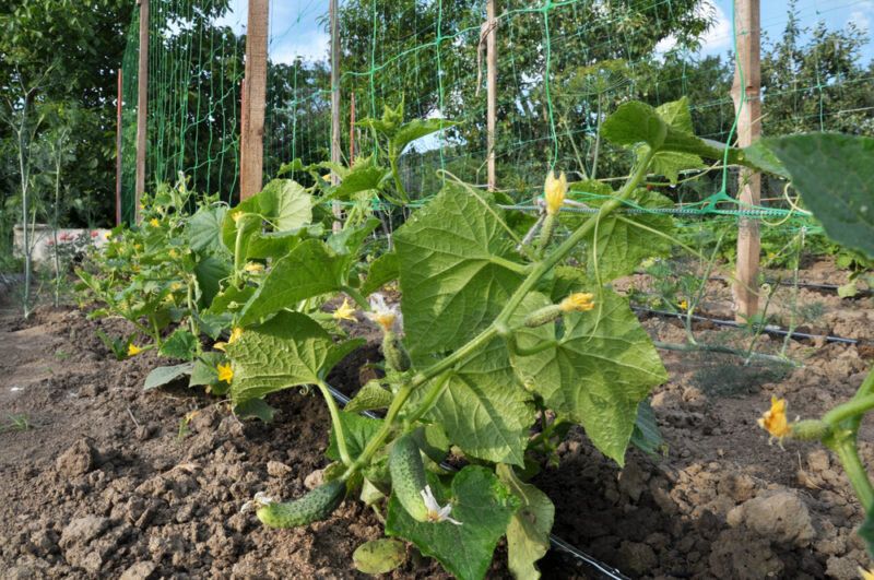 Как вырастить огурцы в открытом грунте: секреты успешной посадки