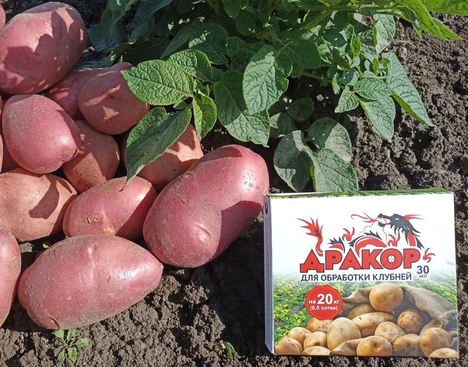Новая надежда для картофелеводов: "Дракор" успешно сражается с вредителями