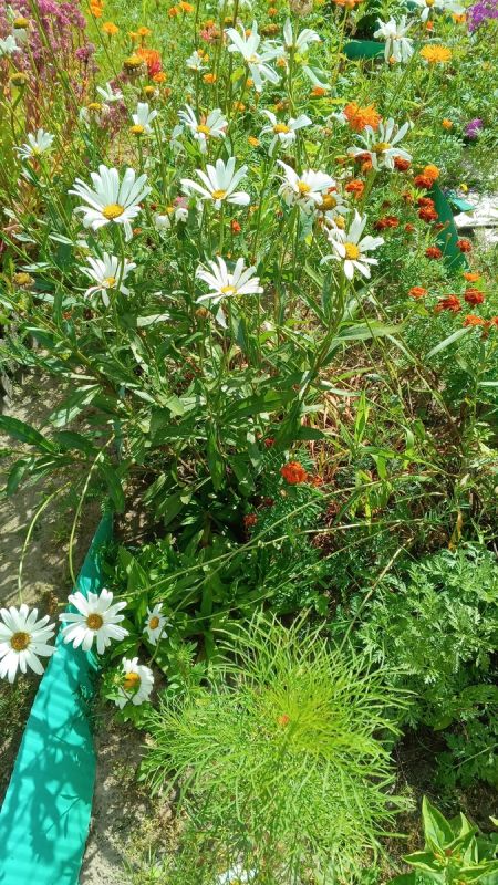 � ������ ���������� �� �������� �����: ����� ������� ��� �������������?