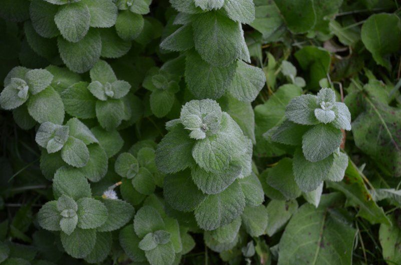 ����� �� ����: ����� �������� ������� �������� �������� � �������� ������ ������