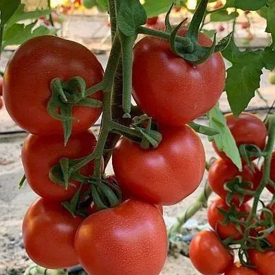 ����� �����: ��� ��������� ������ ��� ������� ������ � ����� �������