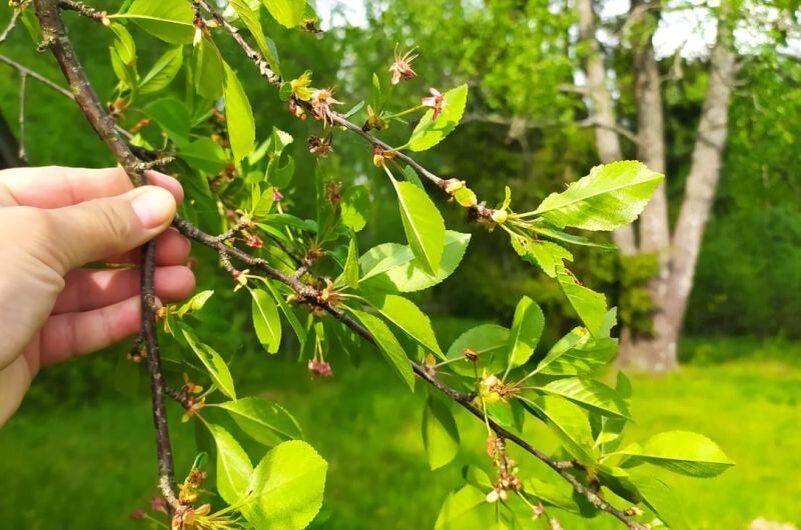 ����� �������� �����: ��� ��������� �������������, ����� �������� ������� ������