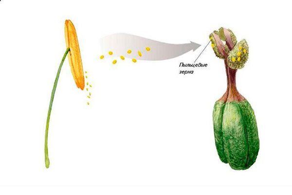 Искусственное опыление: как новые технологии меняют садоводство