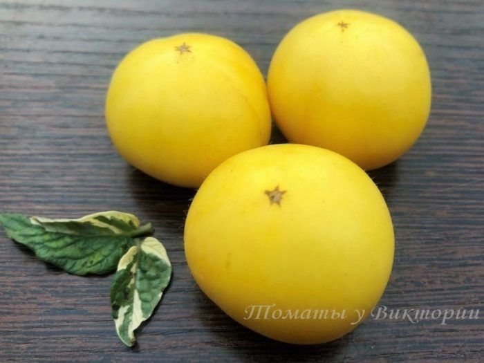 Томат Фантазия: как вырастить солнечные плоды с богатым вкусом