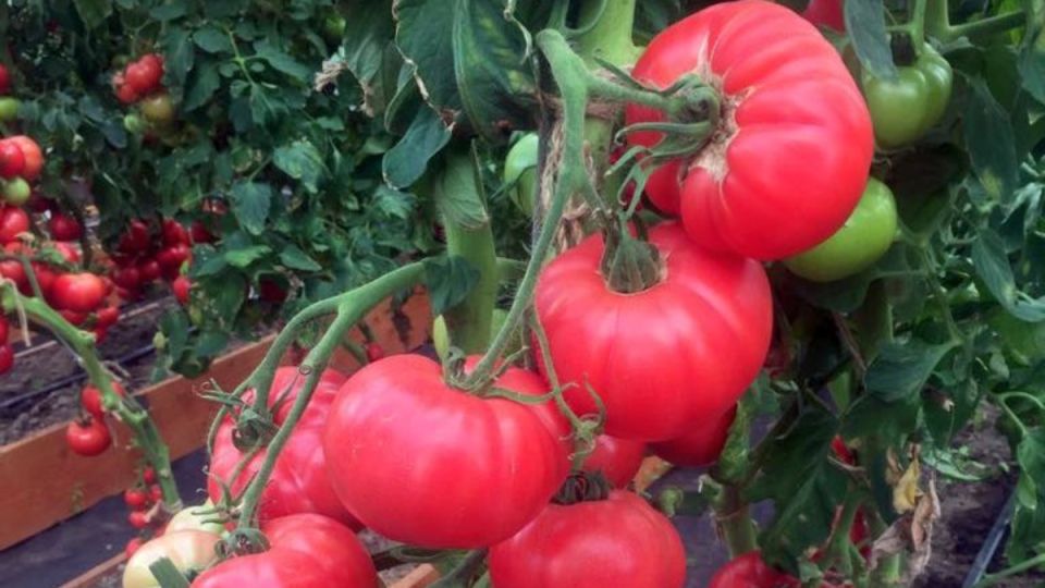 ������ 2026 ����: 11 ������, ������� ���������� ���� ������