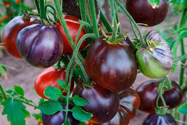 ����� ����� �����: ��������� ��������� � ���������� ������