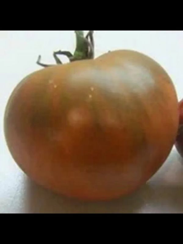 ������ �������: ������ ����� � ������������ ������ ����������� ������� � ������