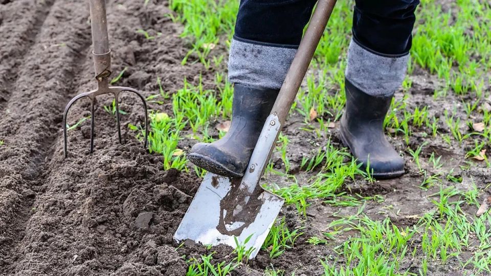 Осень в саду: медный или железный купорос?