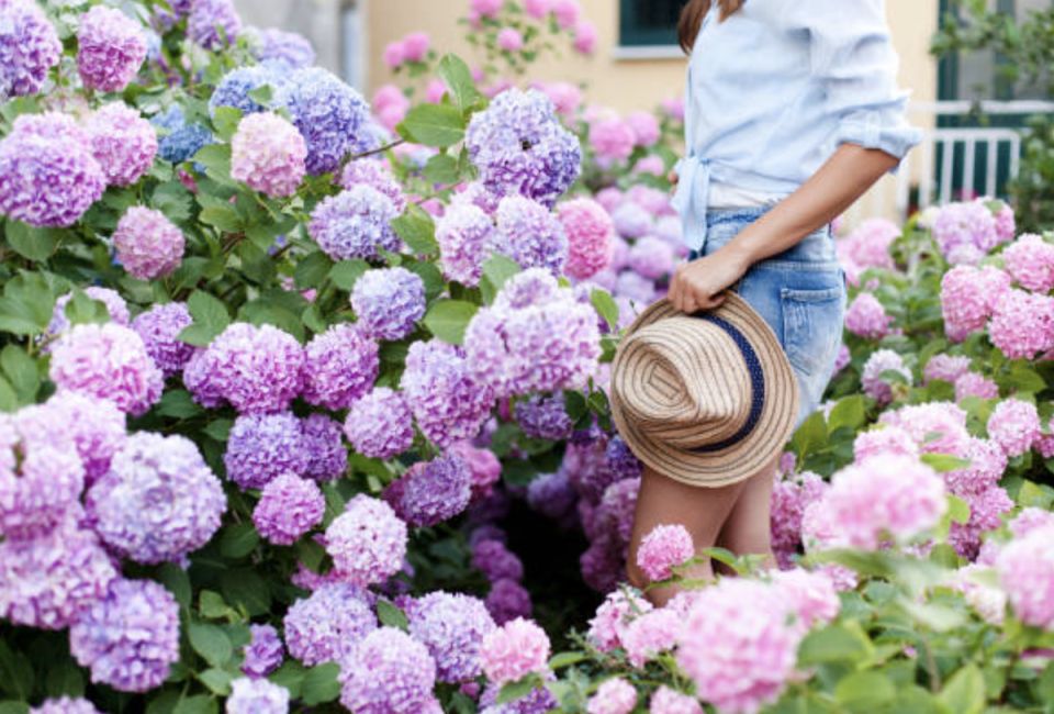 ���������: ��� ��������� �����������, ������������� � �����������