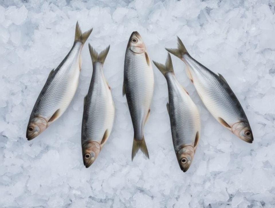 ������ ����������� ��������� ������ ���� �� ����