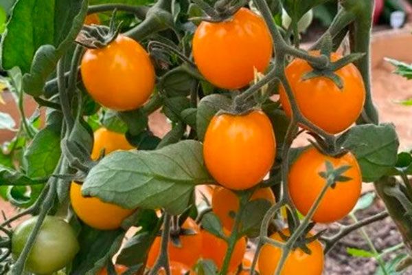 ������ ���������: ��� ��������� � �������� �������� � ��� � ��� ����� �����