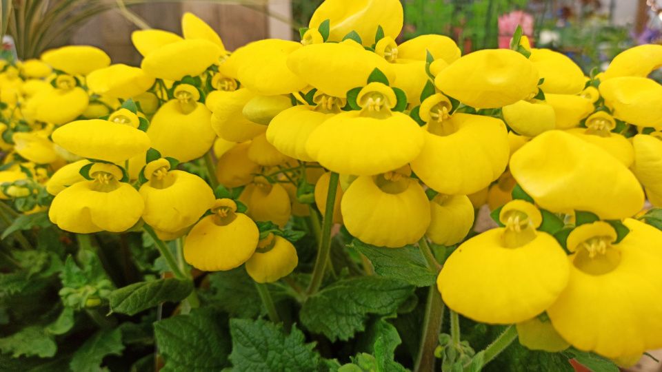 Кальцеолярия: секреты успешного выращивания экзотической красавицы в саду и дома