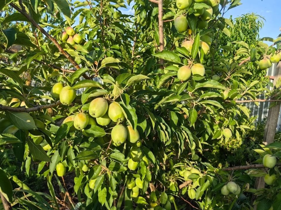 ��� ��������� �������� ������ ��� �������� ������: ������ ��� ���������