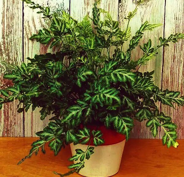 Папоротник птерис: универсальный зеленый декоратор для вашего дома