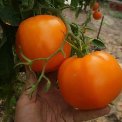 ����� ���-������: ���������� ����� ��� ������� � ���������