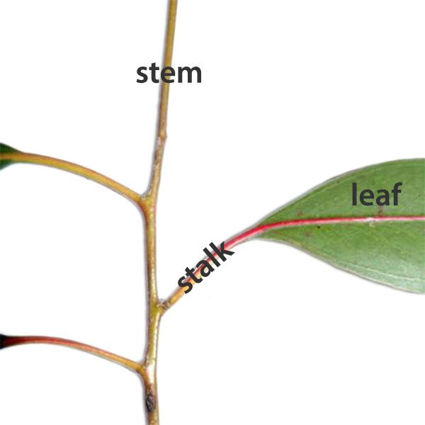 ��� �� ��������: ������� ����� � ����� ����� � ������������� �����