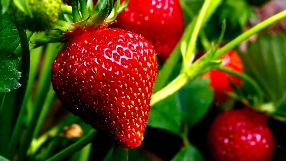 Почти без перерыва: как вырастить три типа клубники на одной грядке