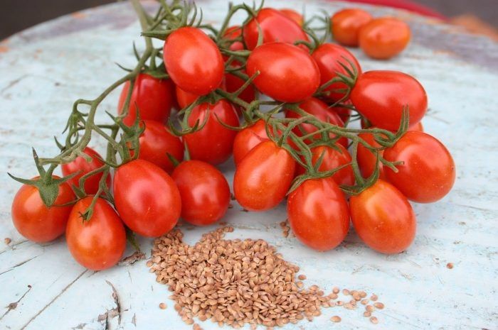 Томат Купидон: быстрый и надёжный урожай в открытом грунте