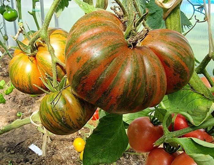 Томат Лос-Анджелес: устойчивый урожай и простота ухода в теплице