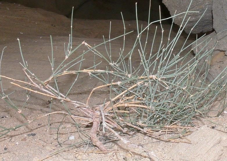             (Ephedra lomatolepis Schrenk)