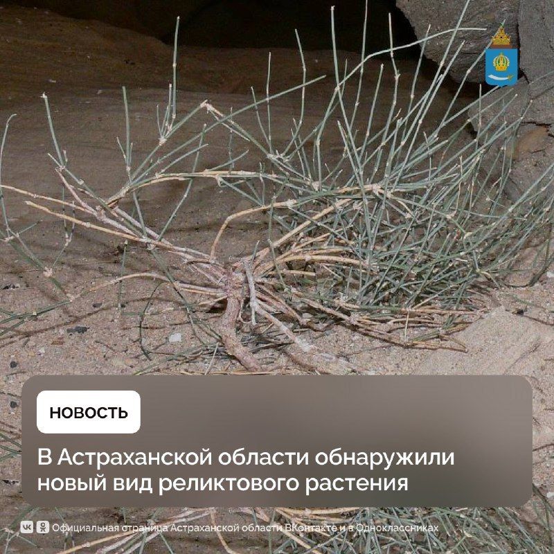      -   (Ephedra lomatolepis Schrenk)      