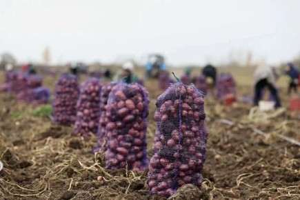 Астраханские аграрии успешно завершают уборочную кампанию