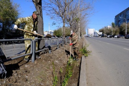 На разделительной полосе улицы Победы высадили свыше двух тысяч кустарников