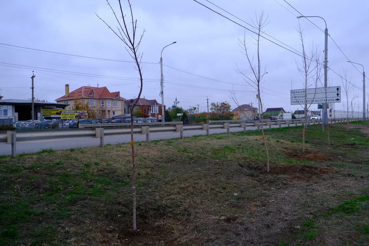 Игорь Редькин: Продолжаем работу по созданию зеленых зон вдоль городских улиц - высадили 13 крупномерных кленов на Аэропортовского шоссе Игорь Редькин: Продолжаем работу по созданию зеленых зон вдоль городских улиц - высадили 13 крупномерных кленов на Аэропортовского шоссе