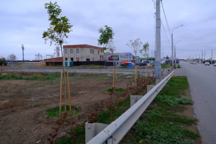 На Аэропортовском шоссе высадили клены