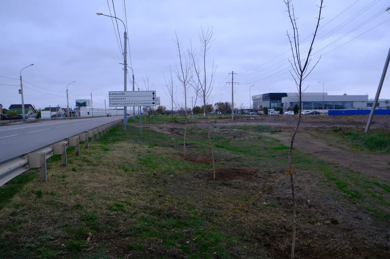 Игорь Редькин: Продолжаем работу по созданию зеленых зон вдоль городских улиц - высадили 13 крупномерных кленов на Аэропортовского шоссе Игорь Редькин: Продолжаем работу по созданию зеленых зон вдоль городских улиц - высадили 13 крупномерных кленов на Аэропортовского шоссе