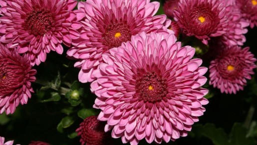 Астры: Очарование осени и яркие окраски в вашем саду